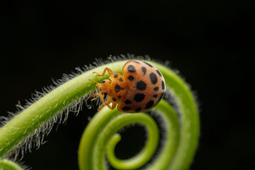henosepilachna vigintioctomaculata in the wild state
