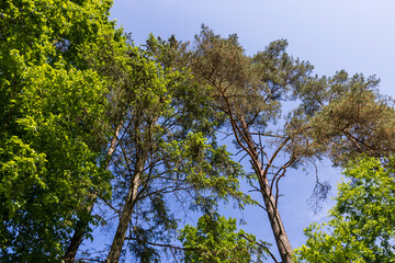 tall pine trees in the forest in the summer