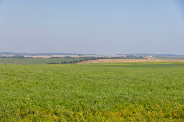 Fototapeta na wymiar field with green grasses and plants for animal husbandry