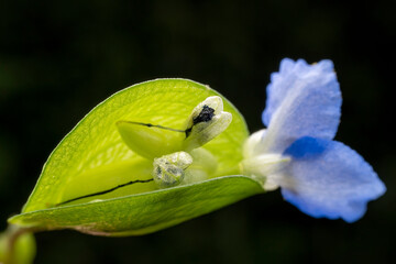 Commelina communis flower in the wild state