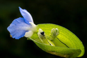 Commelina communis flower in the wild state