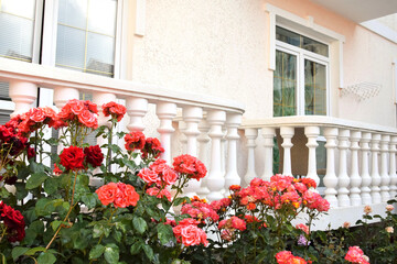 Rose bush on the background of an antique balcony with balusters - obrazy, fototapety, plakaty