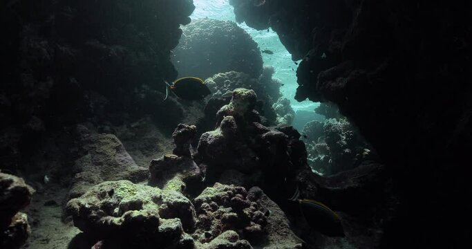 Underwater cave covered with coral and inhabitant by different fish.