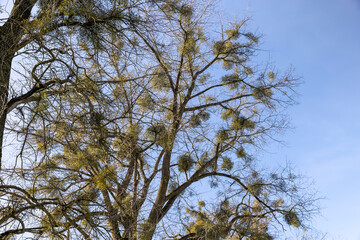 deciduous trees in winter during the day in sunny weather