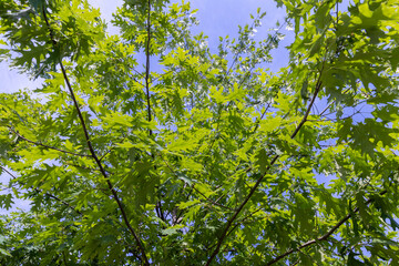 Fototapeta na wymiar beautiful oak tree foliage with green foliage