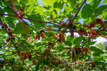 Mulberry fruit and tree. Black ripe and red unripe mulberries tree on the branch. Fresh and Healthy mulberry fruit.