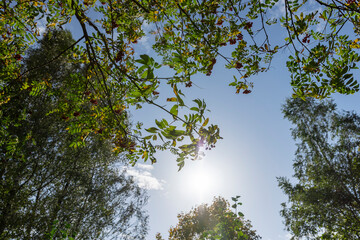 red fruits and foliage on a rowan tree in autumn weather