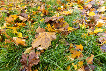 maple in autumn in cloudy weather