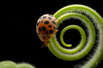 henosepilachna vigintioctomaculata in the wild state