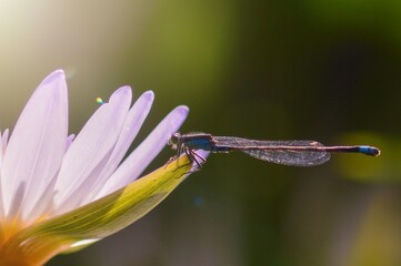 dragonfly on flower