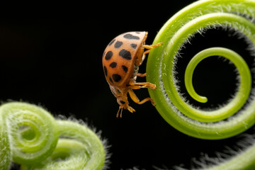 henosepilachna vigintioctomaculata in the wild state