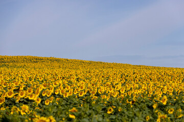Fototapeta premium field with sunflowers during flowering and pollination by insect bees