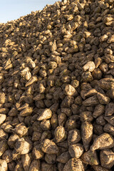 a pile of sugar beet harvest during harvest