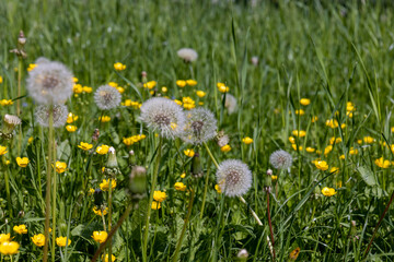 white dandelions in the park in spring