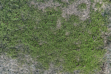 Green moss on cement wall