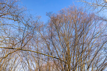 Bare trees in early spring in sunny clear weather