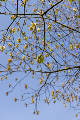 a flowering maple tree in the spring season, a spring park