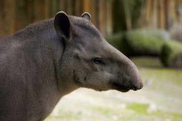 The South American tapir (Tapirus terrestris), also commonly called the Brazilian tapir, portrait.
