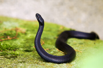 Vipera berus, also known as the common European adder and the common European viper, a dark melanic male with a raised front part of the body. Beautiful black viper.