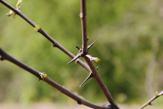 Tree branch with thorns and small leaves.