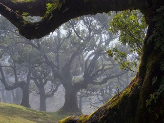 Portugal, Madeira, Laurel forest on Madeira Forest during foggy weather