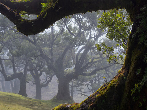 Portugal, Madeira, Laurel forest on Madeira Forest during foggy weather