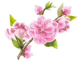 桃の花（水彩画）