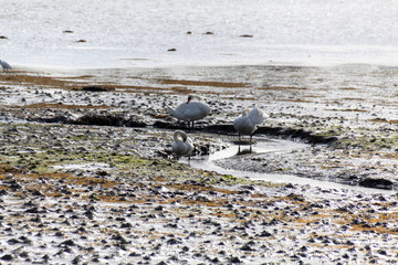 Obraz premium swans on the beach in the morning