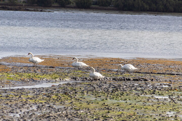 swans on the beach in the morning