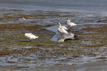 swans on the beach in the morning