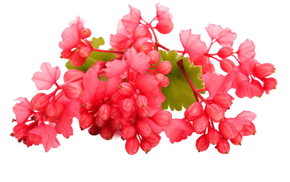 The Allure of Coral Bells isolated on transparent Background