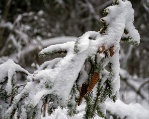 A fir branch with cones is covered with snow.