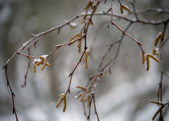 Brown male flowers grow on the tops of elongated birch shoots.