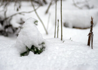 A small fir tree is covered with snow.