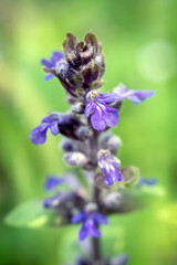 Delicate blue flowers of zhivuchka are photographed in close-up.