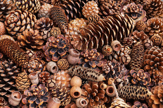 Full frame of various pine cones and gumnuts