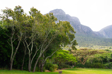 Fototapeta na wymiar The Table, Cape Town, view from Kirstenbosch Gardens, South Africa