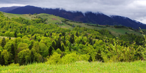 rural landscape with grassy meadows and pastures. mountainous countryside scenery in spring on a cloudy day