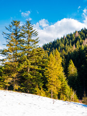 scenery with coniferous tree on a snow covered hill. mountainous landscape on a bright sunny day in winter