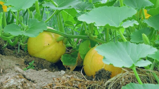 Pumpkin growth process in closeup