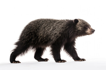 A binturong, also known as a bearcat, on a white background