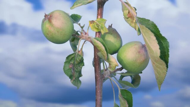 The process of growing apples on a tree