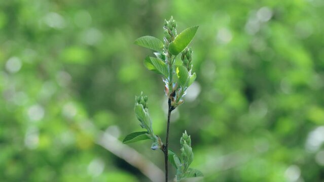 The process of bud opening and tree growth in spring