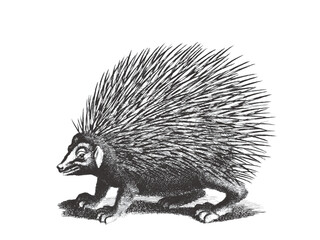Malacca Hedgehog. Doodle sketch. Vintage vector illustration.