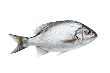 close-up of fresh sea bream against on transparant background