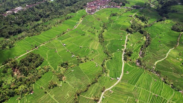 Beautiful landscape of Jatiluwih, aerial view from high altitude. Camera move forward and tilt down. Geometrical pattern of curved lines of paddy edges. Bright green color of young rice
