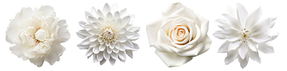 Set of white flowers on isolated background - obrazy, fototapety, plakaty