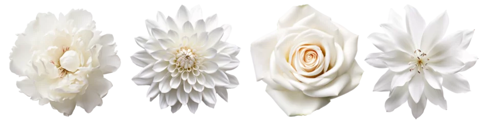 Set of white flowers on isolated background © Porechenskaya