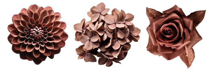 Foto op Aluminium Set of brown flowers on isolated background © Porechenskaya