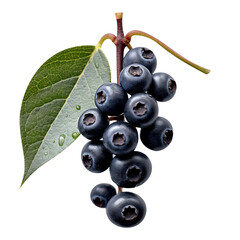 Fresh Black Chokeberry Isolated On transparent Background 